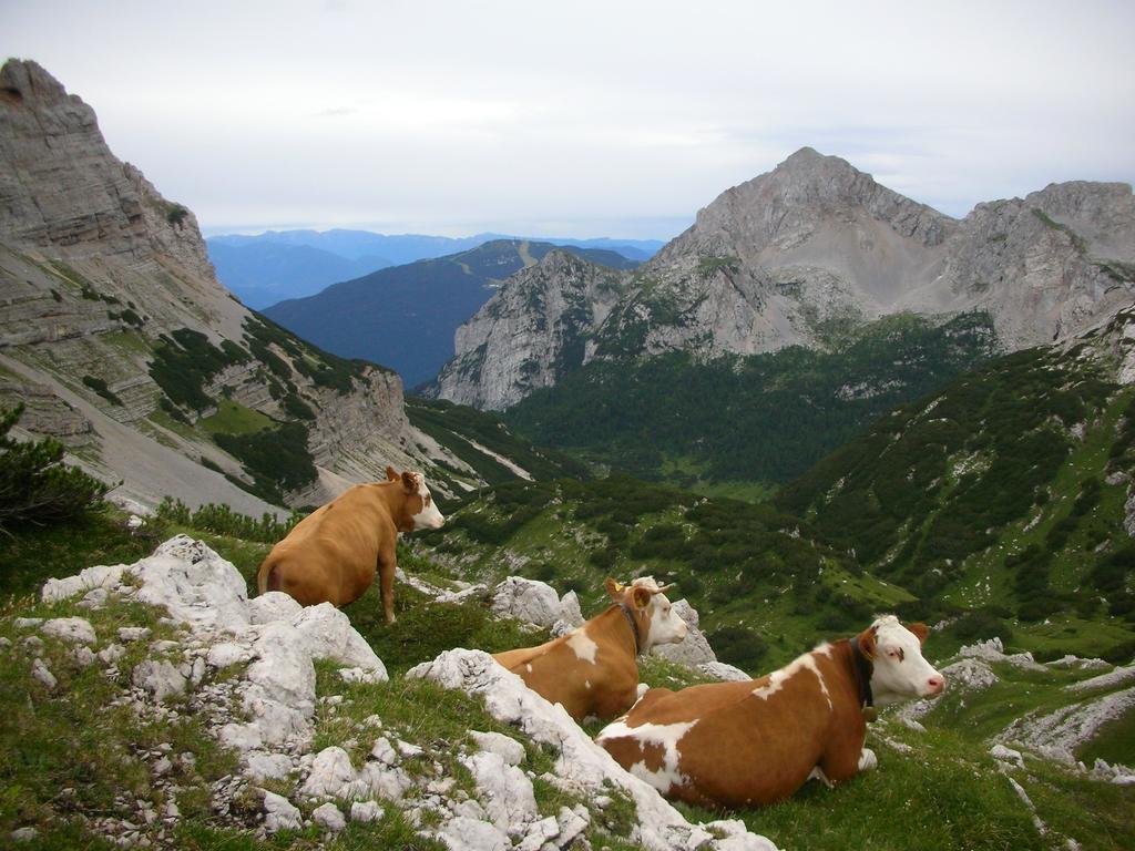 Alpotel Dolomiten Molveno Dış mekan fotoğraf